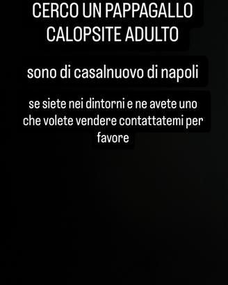 Pappagallo calopsite
