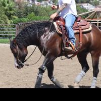 Puledro quarter horse