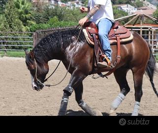 Puledro quarter horse