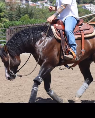Puledro quarter horse