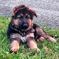 Cuccioli pastore tedesco