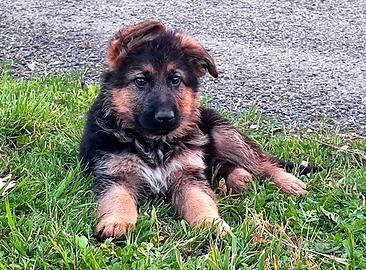 Cuccioli pastore tedesco