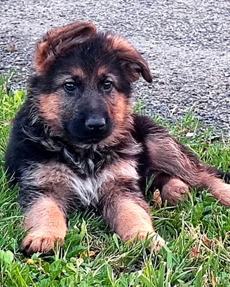 Cuccioli pastore tedesco