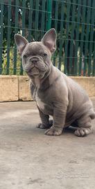 Cuccioli bulldog francese