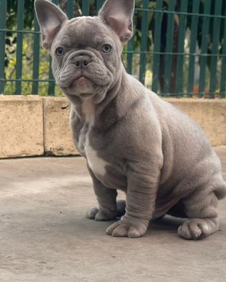 Cuccioli bulldog francese