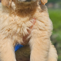 Golden retriever Americano