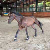 Cavallo