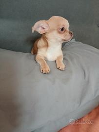 Cucciola chihuahua
