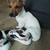 Cane Jack Russell