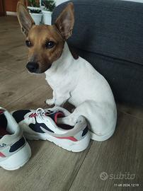 Cane Jack Russell