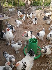 brahma 