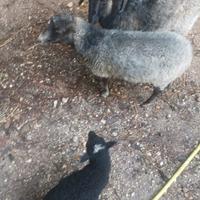 Pecore nane Ouessant