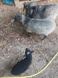 Pecore nane Ouessant