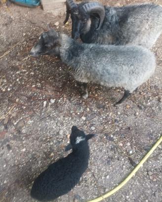 Pecore nane Ouessant