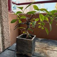 Bonsai di 4 Anni in Addestramento