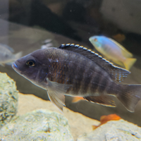 Ciclidi africani malawi