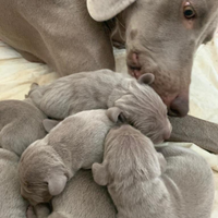 Weimaraner cucciolata con pedigree