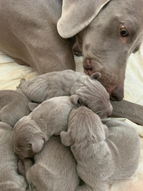 Weimaraner cucciolata con pedigree