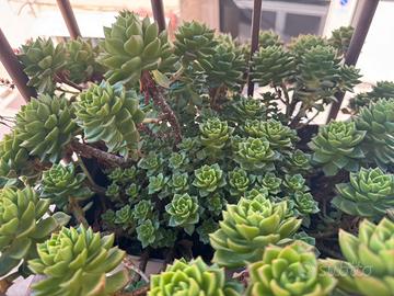 Sedeveria  aeonium succulente