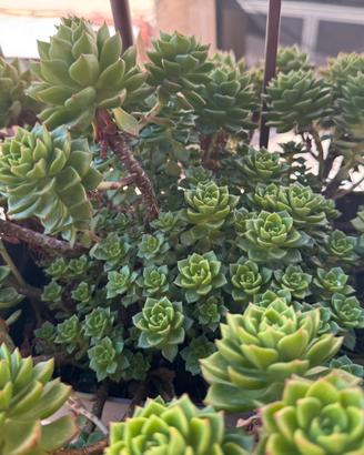 Sedeveria  aeonium succulente