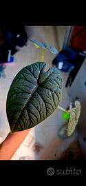 alocasia melo corm
