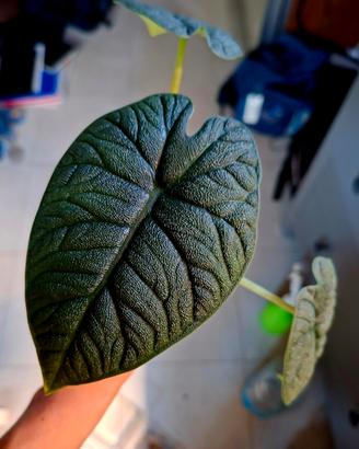 alocasia melo corm