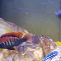 Hzplochromis Pundamilia niererei