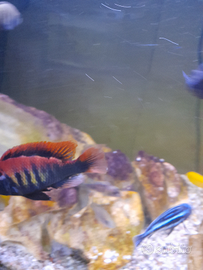 Hzplochromis Pundamilia niererei