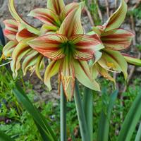 Bulbillo Hippeastrum Cleopatra 