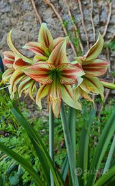Bulbillo Hippeastrum Cleopatra 