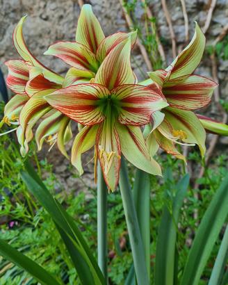 Bulbillo Hippeastrum Cleopatra 