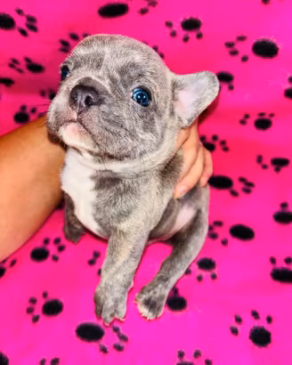 Cuccioli di bulldog francese
