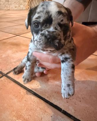 Bulldog francese cuccioli