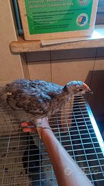 Galletto di olive Egger e Gallina di aurecana