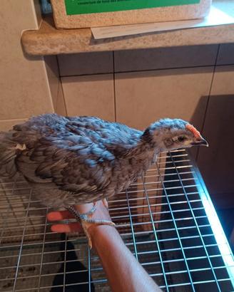 Galletto di olive Egger e Gallina di aurecana