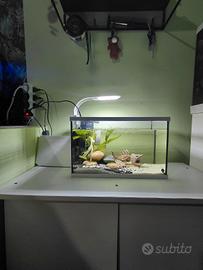 Acquario+Gambero blu