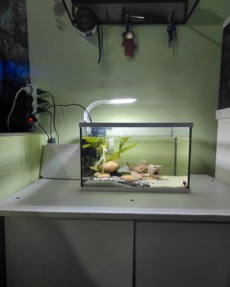 Acquario+Gambero blu