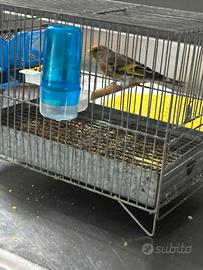 Uccello
