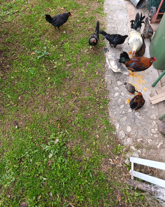 Galli e galline