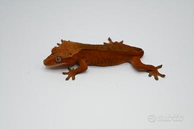 Red phantom dalmatian