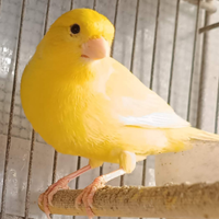 Canarino maschio cantore giallo intenso