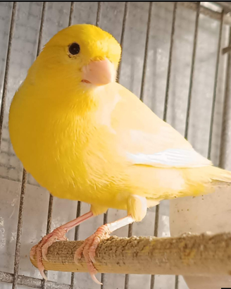 Canarino maschio cantore giallo intenso