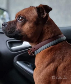 Stafford shire bull terrier
