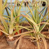 aloe vera