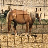 Haflinger