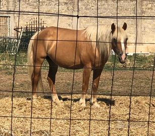 Haflinger