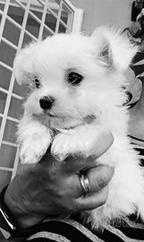 Maltese Pedigree Enci