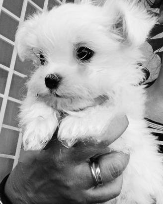 Maltese Pedigree Enci
