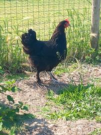 Marans nero ramato femmine