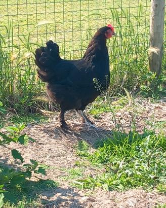 Marans nero ramato femmine